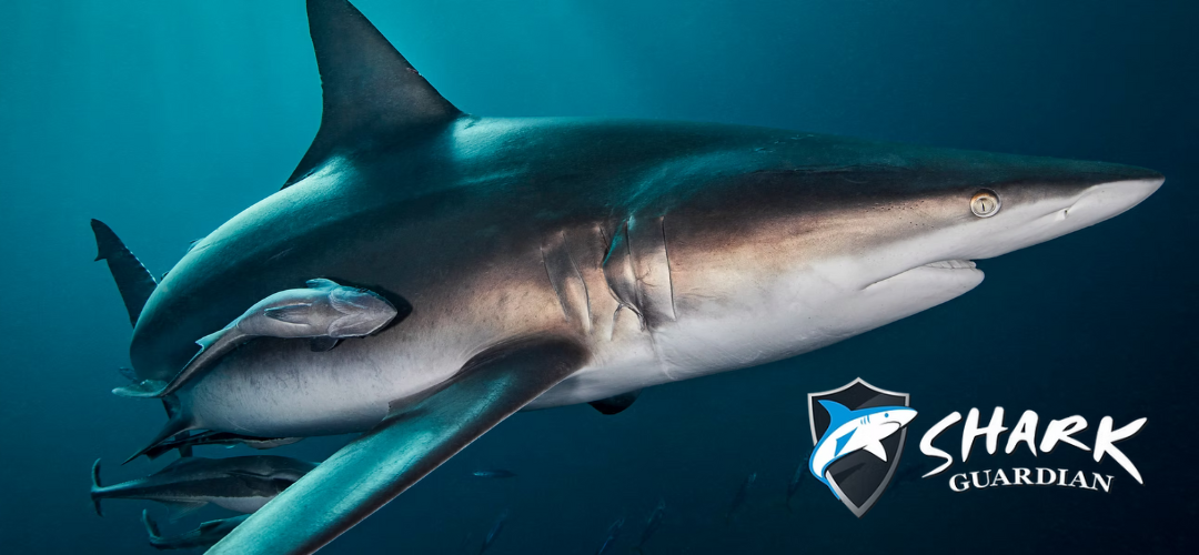 Shark Guardian (Donación)