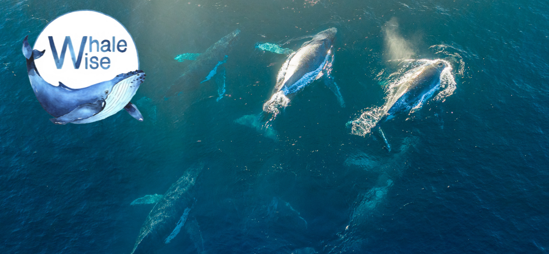 Whale Wise (Donación)