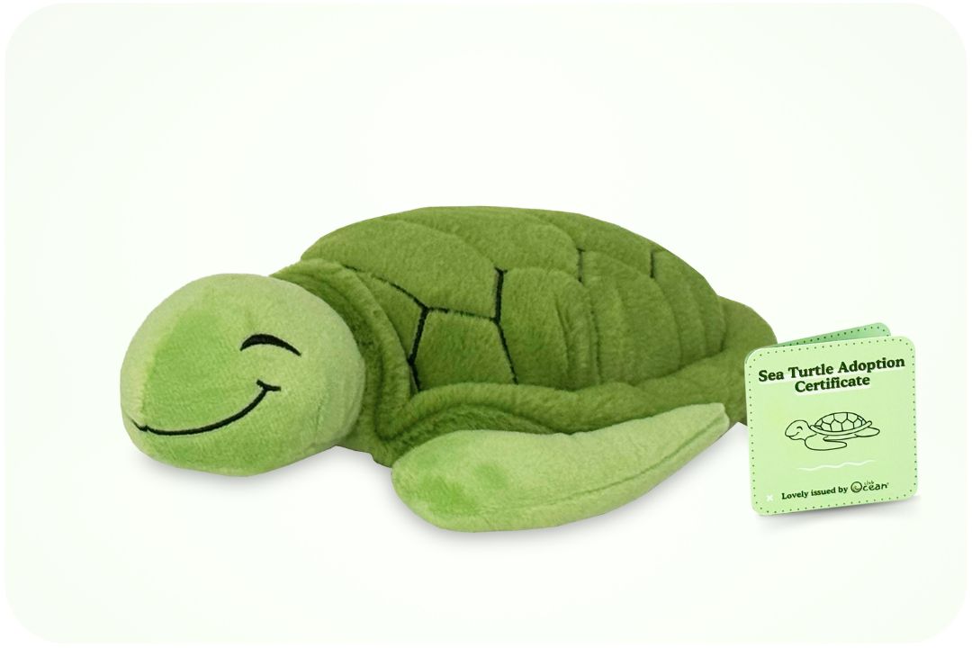 Peluche d'Adoption Tortue