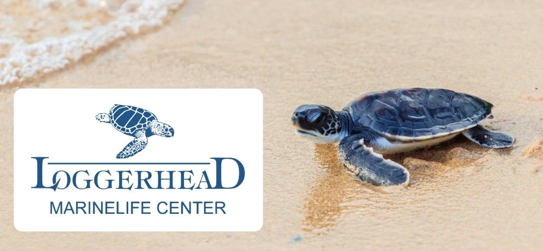 LoggerHead Marinelife Center (Spende)