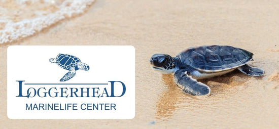 LoggerHead Marinelife Center (Spende)