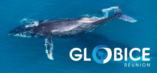 Globice (Spende)