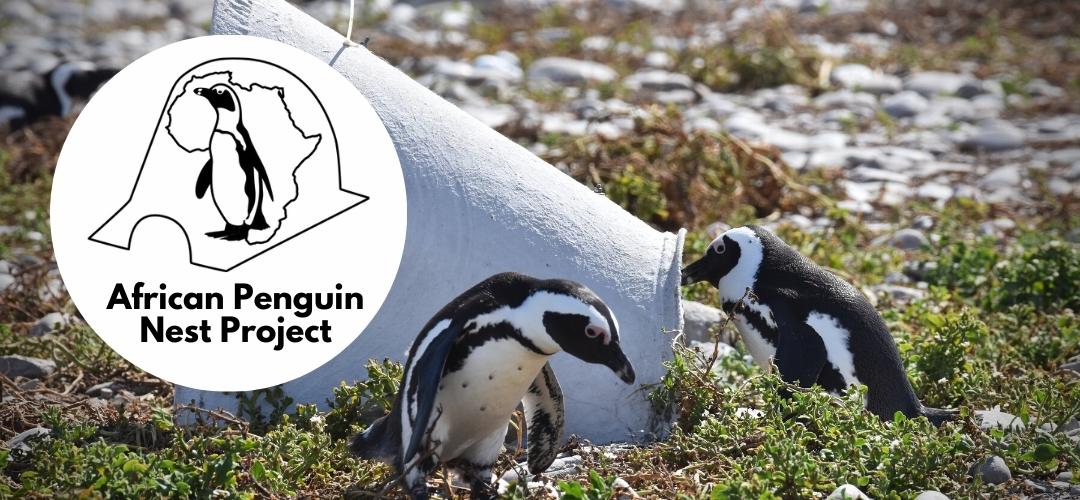 Afrikanisches Pinguinnest-Projekt (Pinguinnest-Patenschaft)