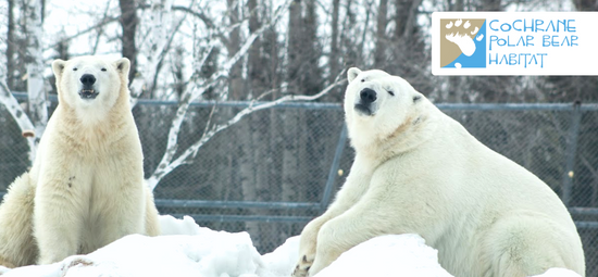 Cochrane Polar Bear Habitat (Partnerschaftsprojekt)