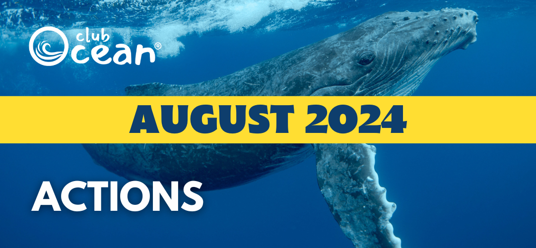 AUGUST 2024 - ClubOcean®-Aktionen