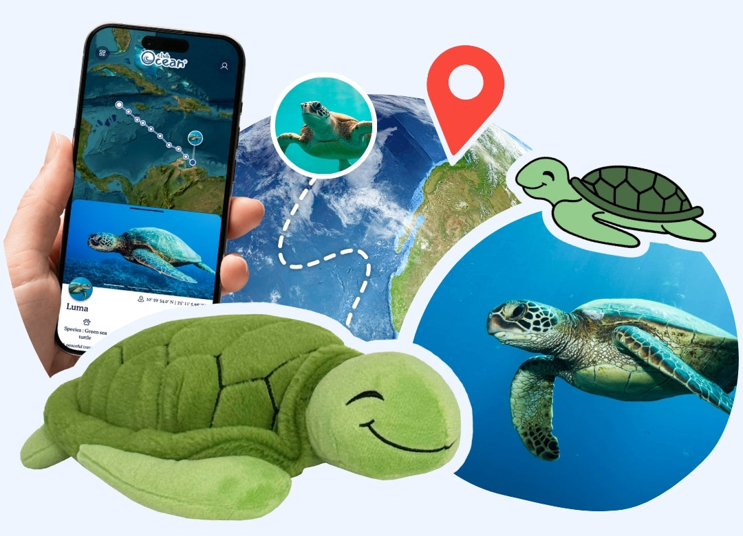 Peluche d'Adoption Tortue