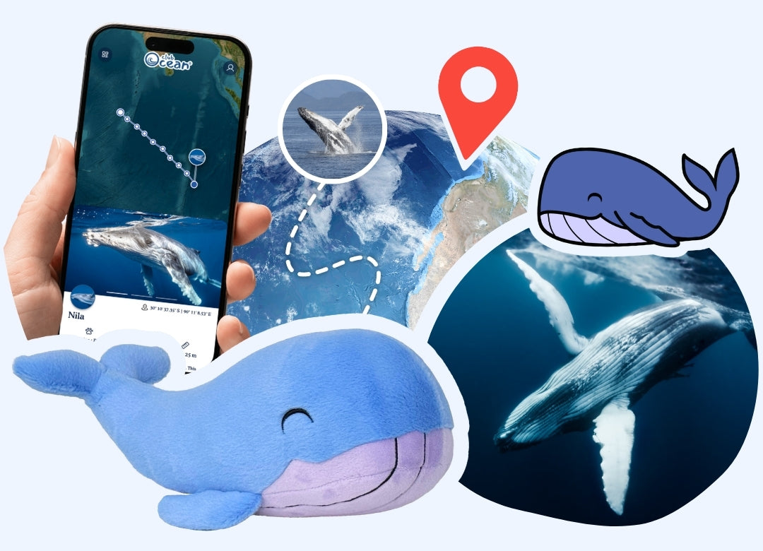 Whale Plushie
