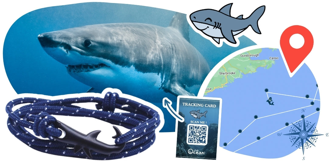 Hai-Tracking-Armband