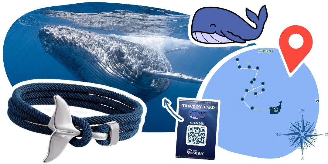 Wal-Tracking-Armband