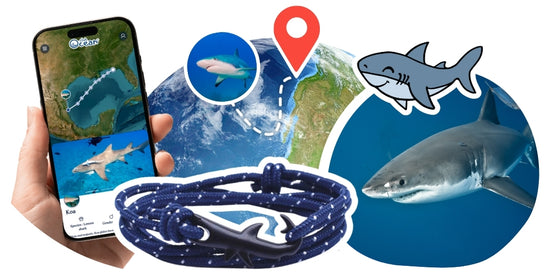 Hai-Tracking-Armband