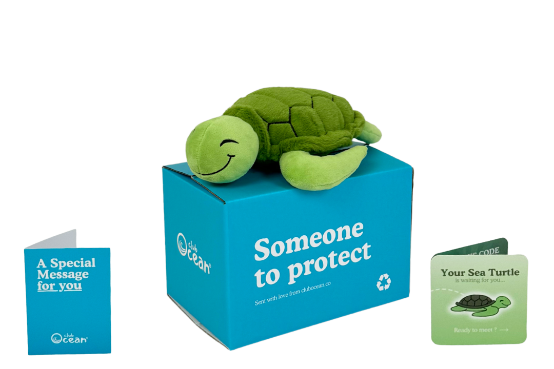 Turtle Plushie