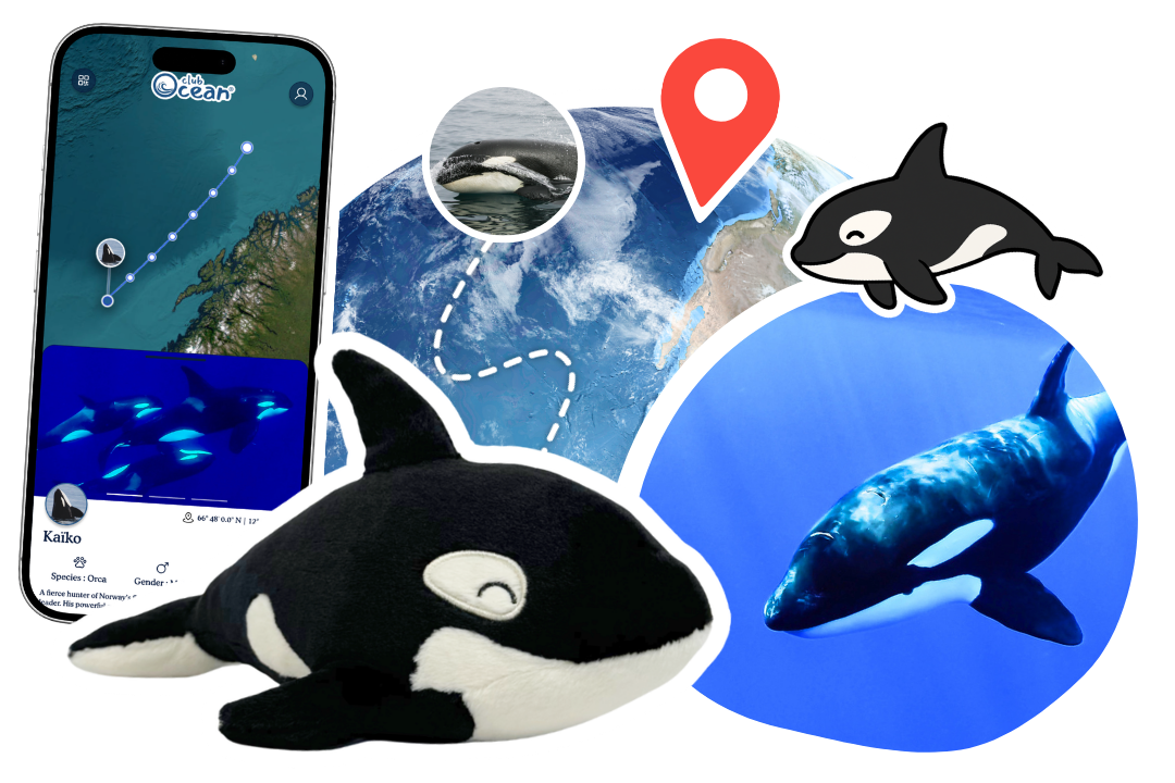 Orca Plushie