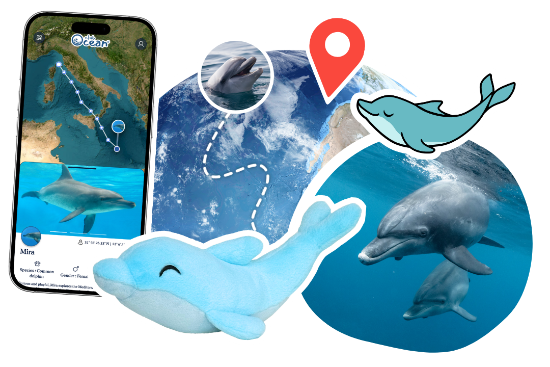 Dolphin Plushie