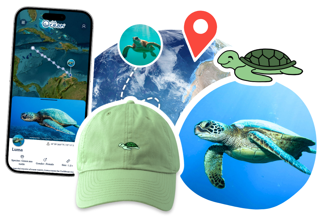 Gorra de adopción de tortuga