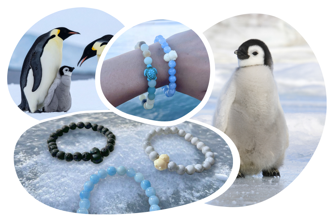 Armbånd til sporing af pingviner