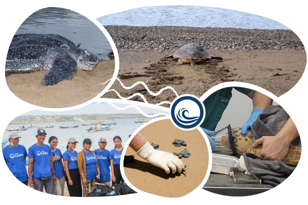 Turtle Lovers Pack 💕