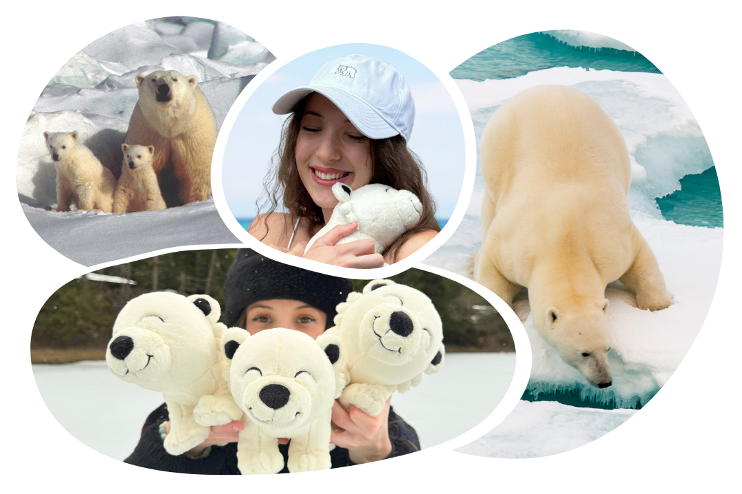 Casquette adoption Ours polaire