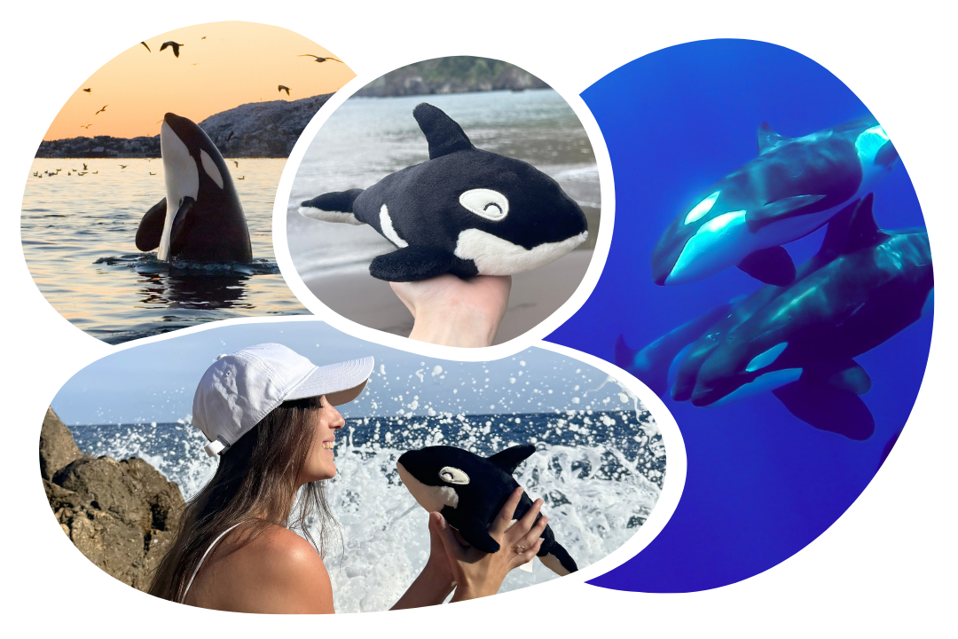Orca Plushie