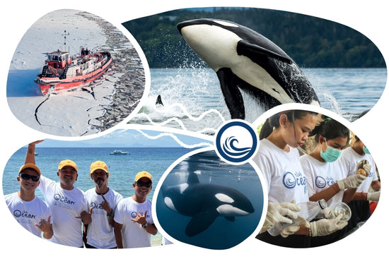 Orca Adoption Plushie