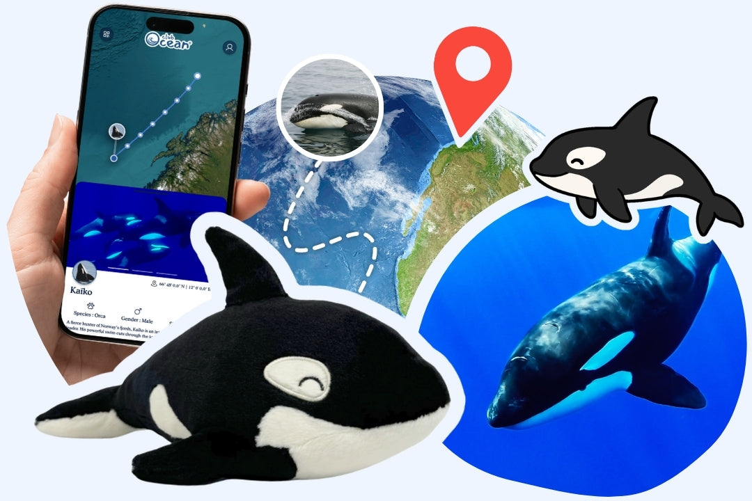 Orca Adoption Plushie