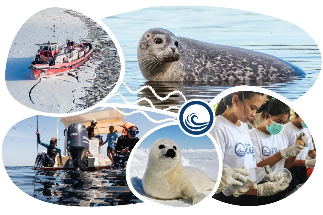 Seal Adoption Plushie