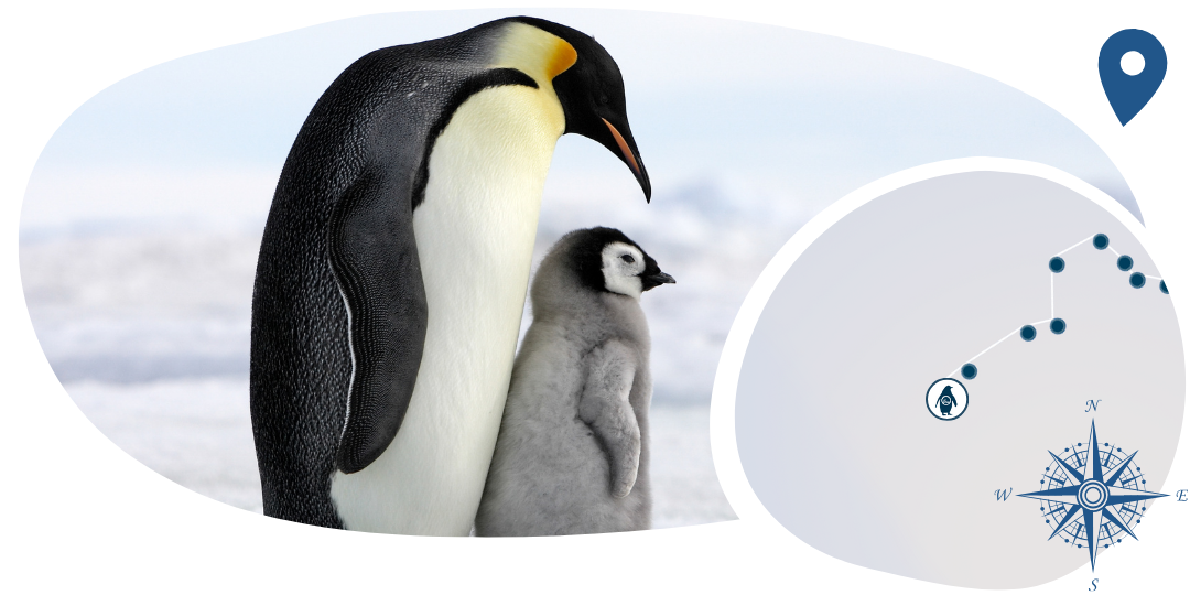 Pinguin-Tracking-Armband