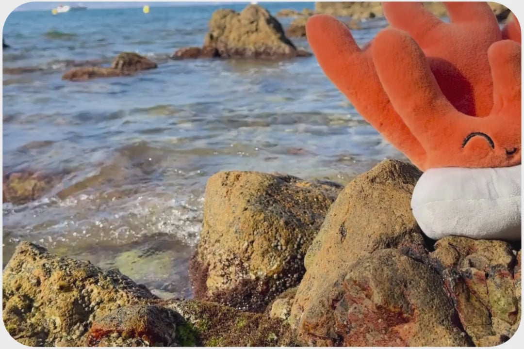 Video in Galerie-Viewer laden und abspielen, Coral Adoption Plushie
