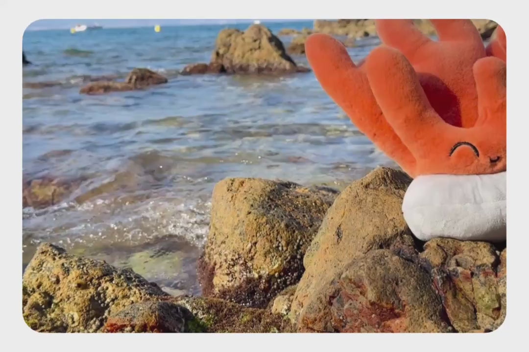 Load and play video in Gallery viewer, Coral Plushie
