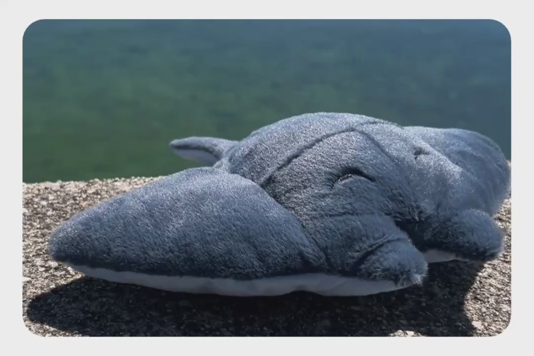 Načíst a přehrát video v prohlížeči Galerie, Ray Plushie
