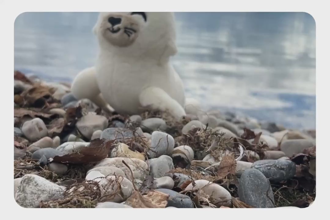 Načtení a přehrávání videa v prohlížeči Galerie, Seal Plushie
